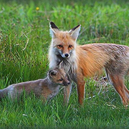 Fox Den Lodge West Yellowstone Zewnętrze zdjęcie