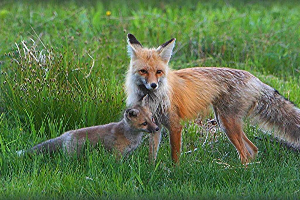 Fox Den Lodge West Yellowstone Zewnętrze zdjęcie